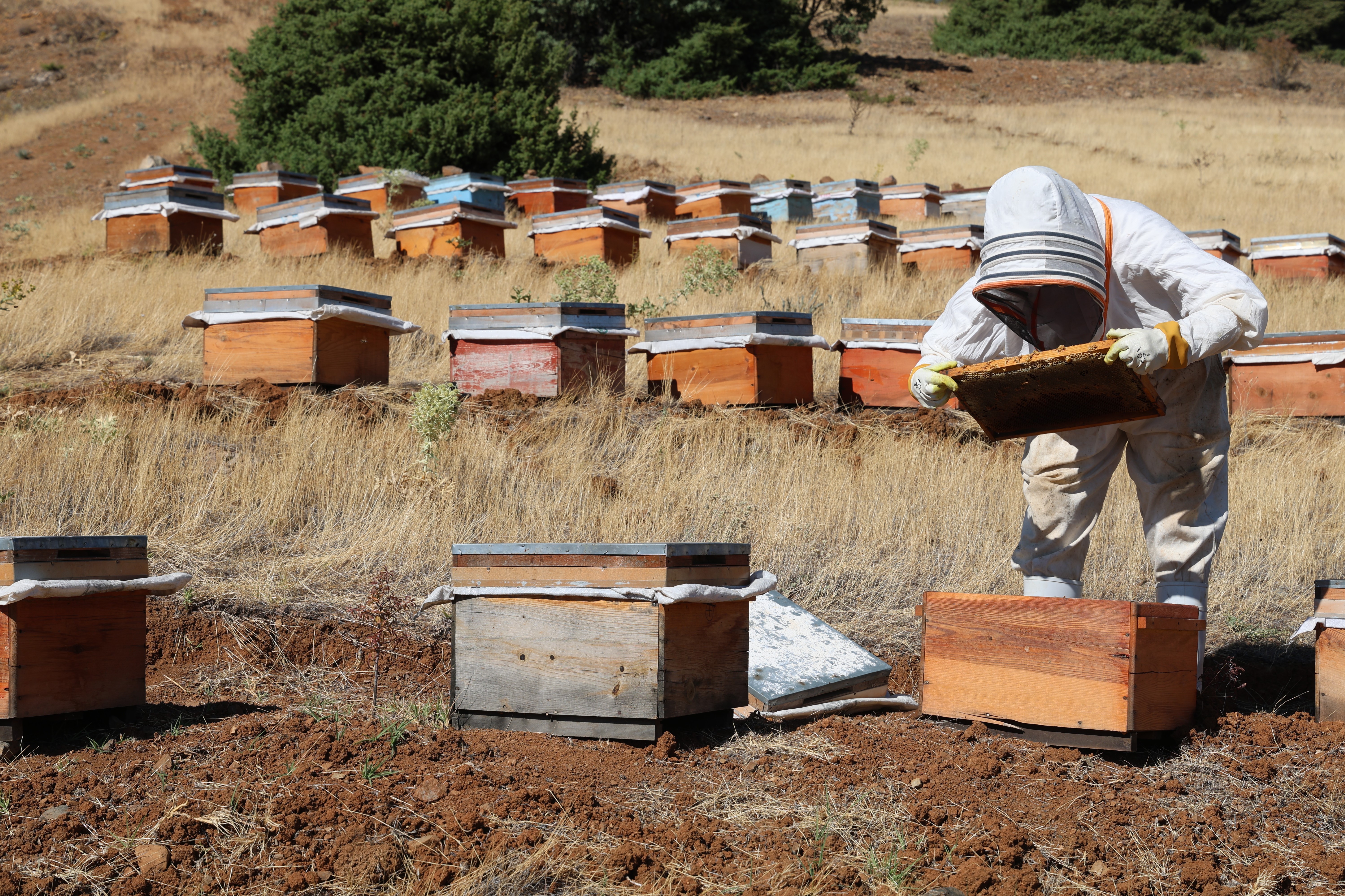 Küresel ısınma arıcıları vurdu