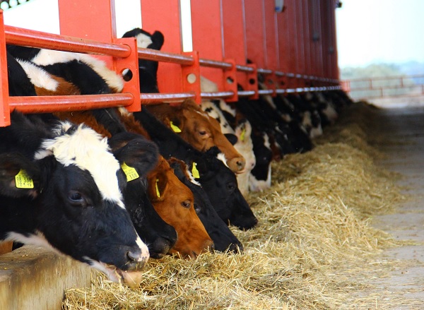 Küresel ısınma bakın inekleri nasıl etki