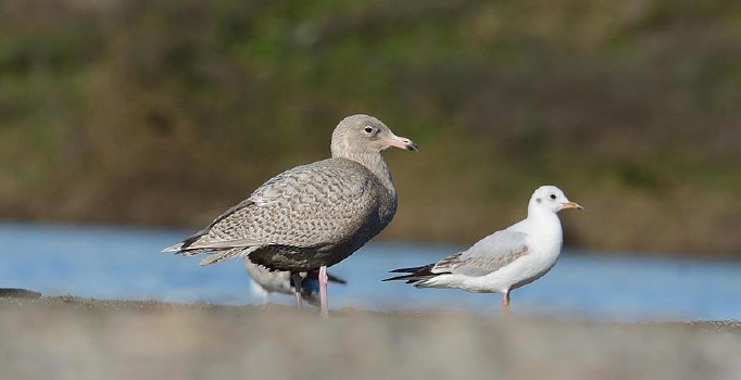 Küresel ısınma nedeniyle bazı kuşların küçüldüğü ortaya çıktı