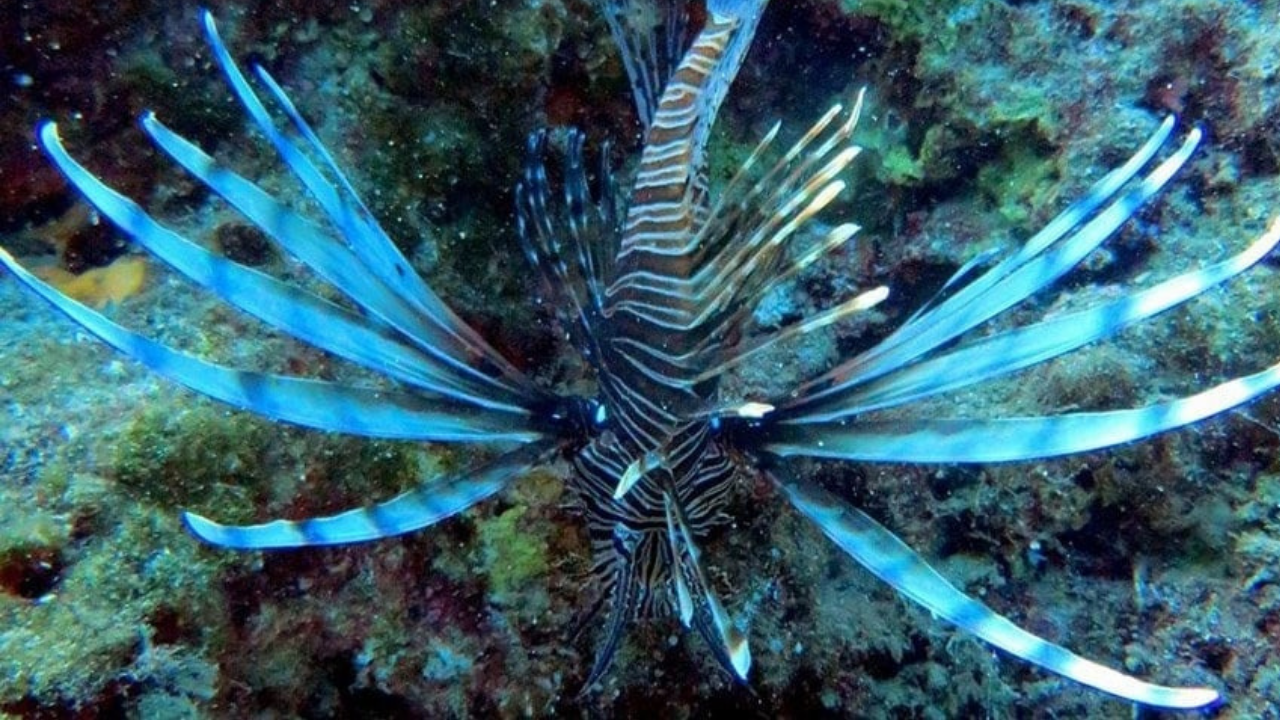 Küresel ısınma yüzünden yeni hayvan türleri oluştu: İşte tehlikeleri!