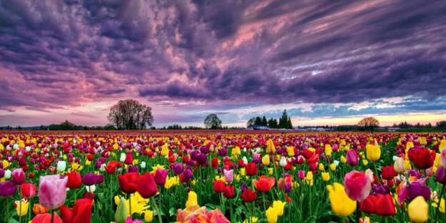 Küresel ısınmanın çiçekleri de etkilediği ortaya çıktı