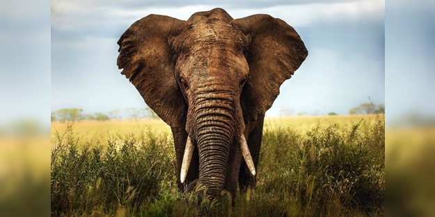 Küresel ısınmayla savaşmak için geri dönüyorlar