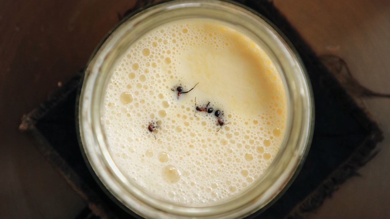 Kurgu değil gerçek! Sizi hiç denediniz mi? Karınca mayalı yoğurt