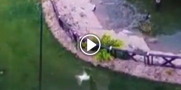 Kurnaz tilki bakın ördeği nasıl avladı!