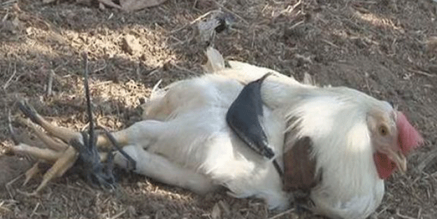 'Kurşun geçirmez' dedi, horozu öldürdü