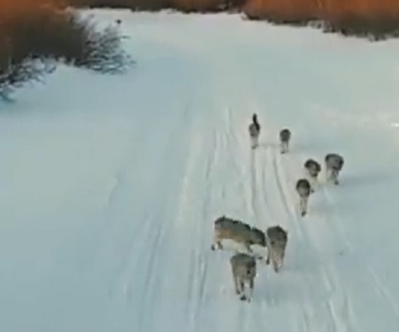 Kurt da olsan annenin yanında kediye dönersin!