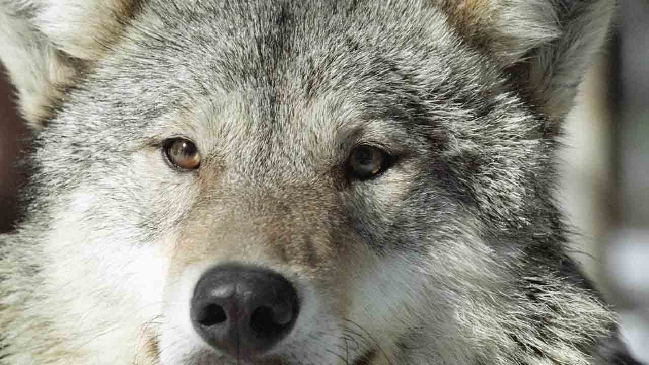 Kurt kafesinde dehşet: 18 aylık çocuk ısırıldı