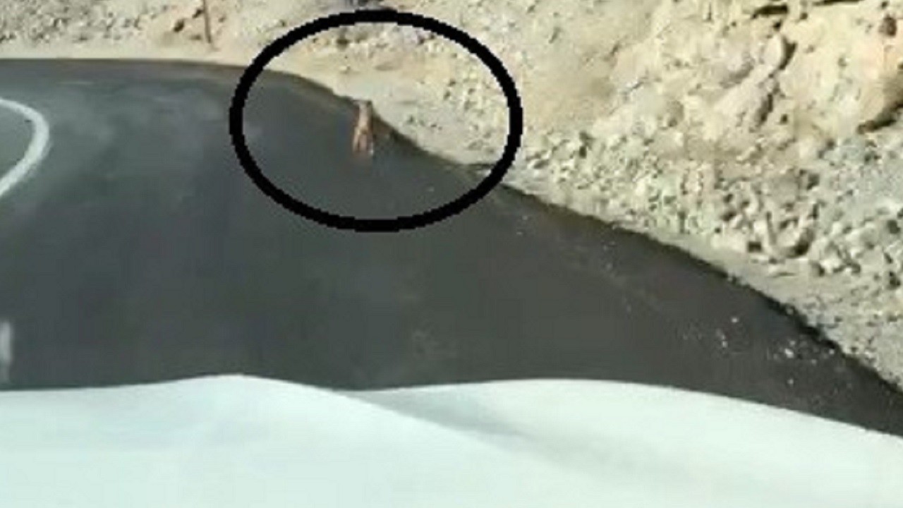 Kurt karayoluna indi! O anlar böyle görüntülendi