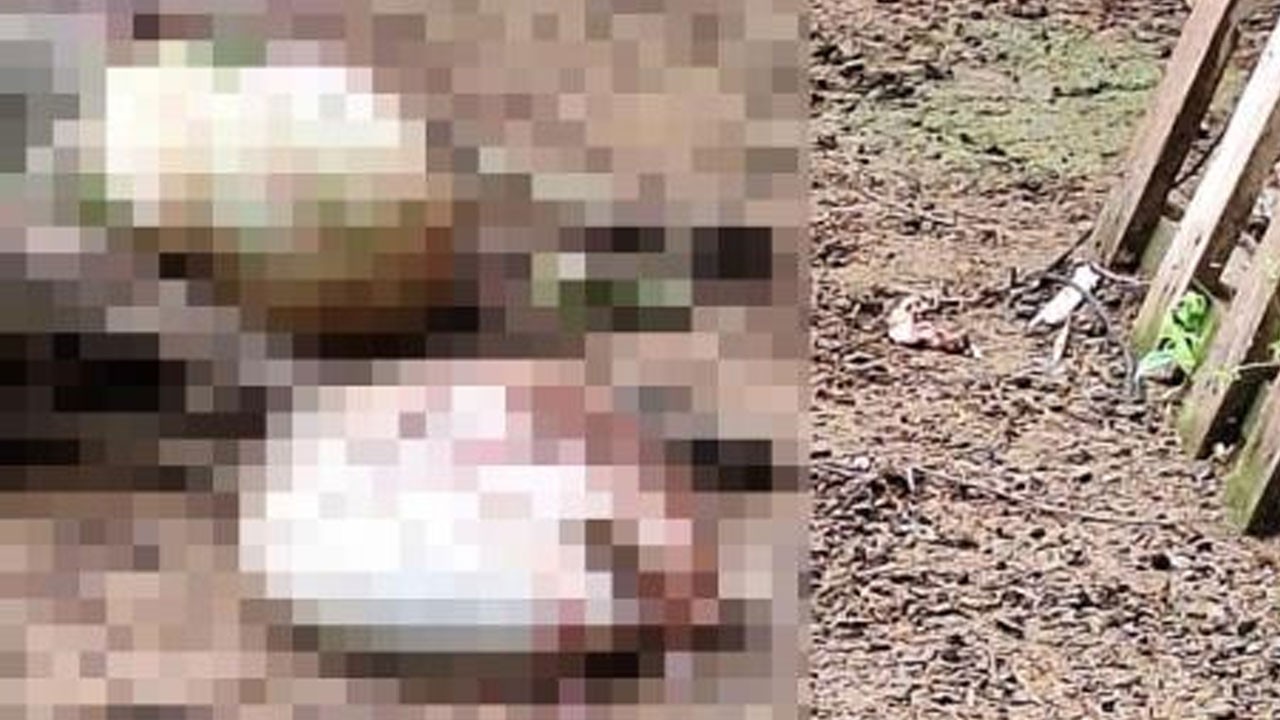 Kurt, kurbanlık kuzuları paramparça etti