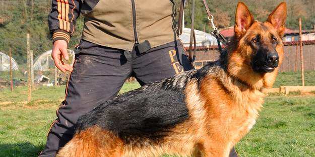 Sahibini kurtarmak için kurşunun önüne atladı