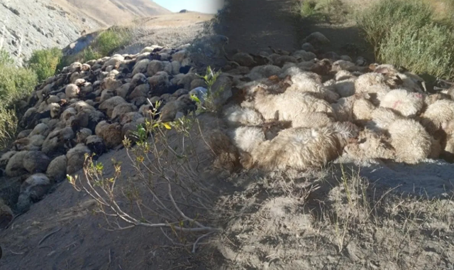 Kurt saldırısında 30 koyun telef oldu