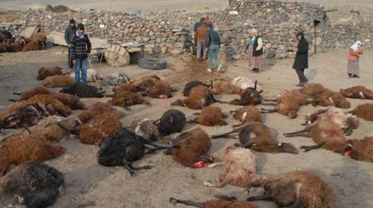 Kurt sürüsü 100 koyunu telef etti