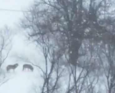 Kurt sürüsü böyle görüntülendi