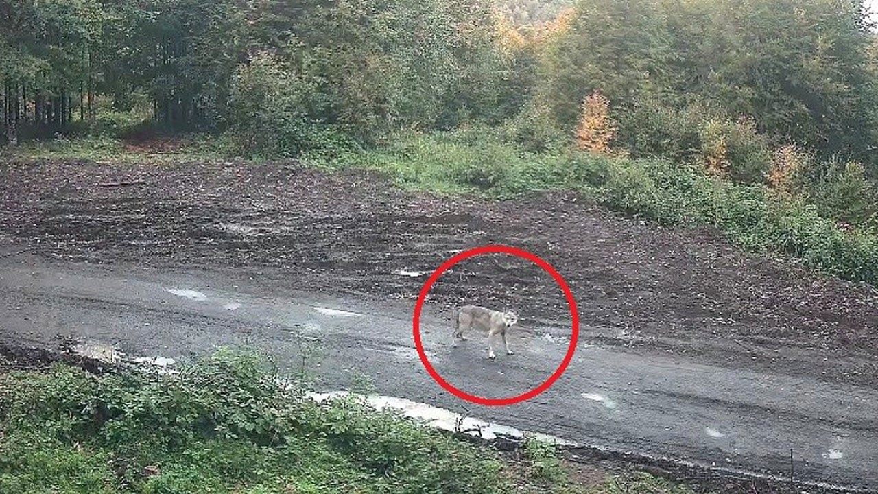 Kurt sürüsü böyle görüntülendi