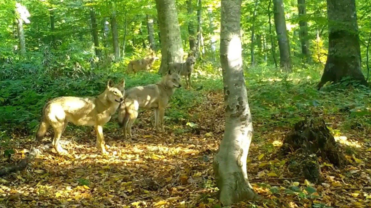 Kurt sürüsü fotokapana böyle takıldı