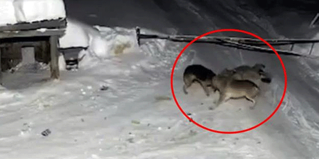 Köye inen kurt sürüsü köpeği böyle parçaladı