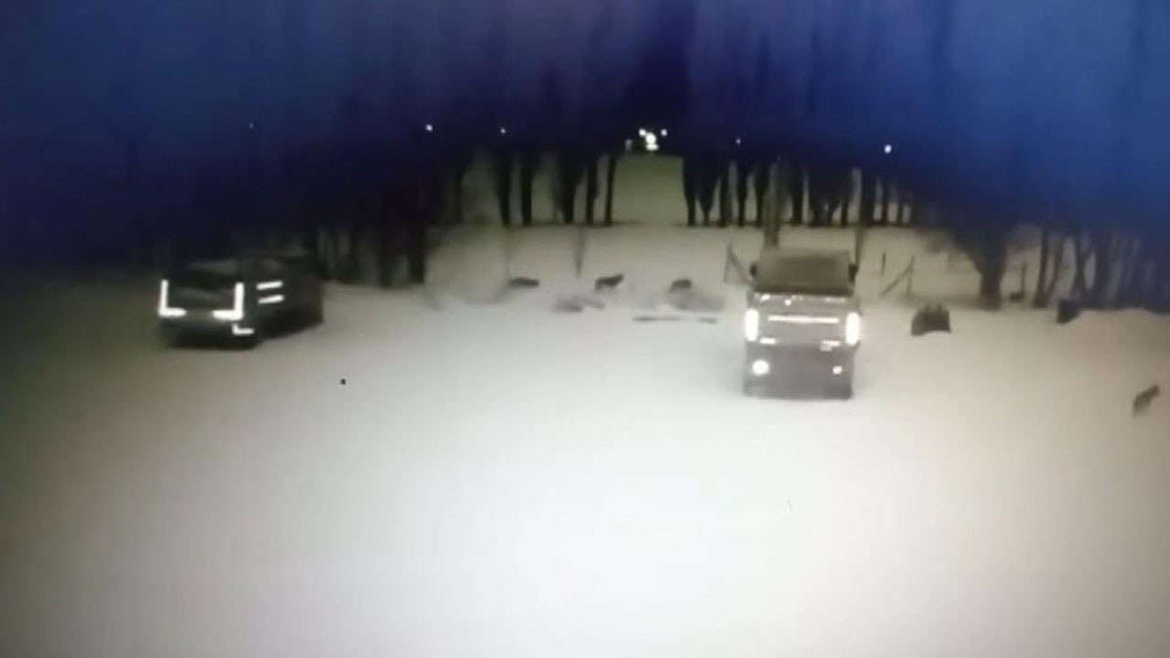 Kurt sürüsü köpeği telef etti! O anlar kamerada