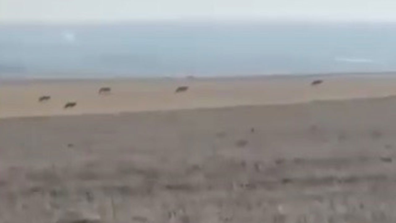 Kurt sürüsü köye indi! O anlar kamerada