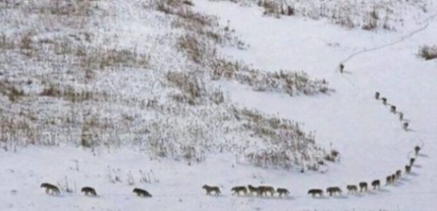 Kurt sürüsünün dizilişindeki inanılmaz sistem