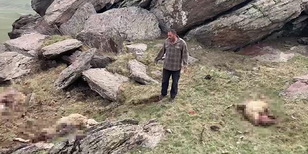 Kurt sürüye daldı! 70 koyun telef oldu
