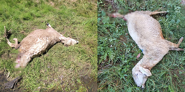 Kurt sürüye saldırdı: 30 koyun telef oldu!