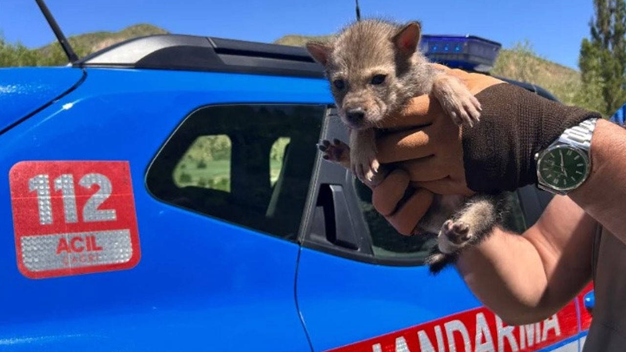 Kurt ve ayı yavrusu artık emin ellerde