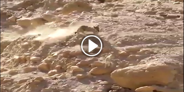 Kurt yavru keçiyi böyle avladı