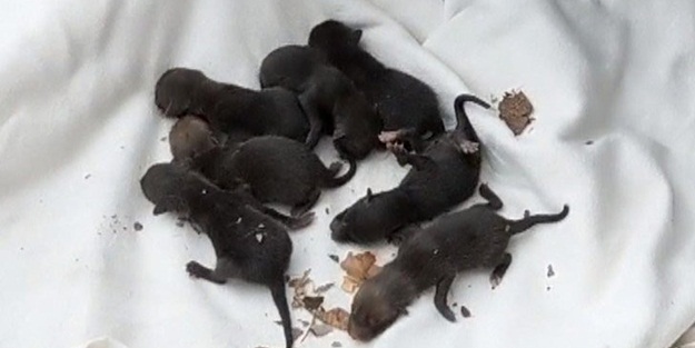 Kurtardıkları yavruların köpek olmadığını anlayınca şok oldular