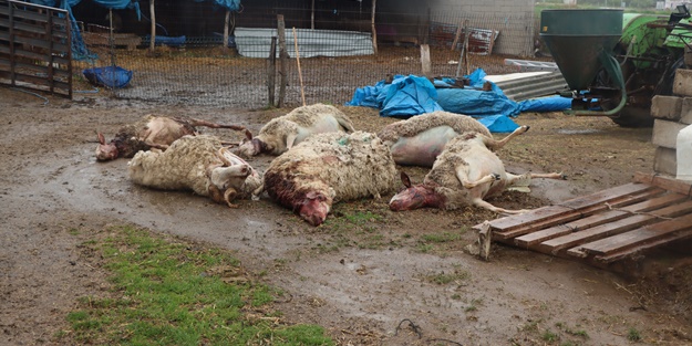 Kurtlar 15 koyunu telef etti