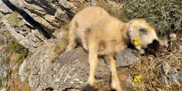 Kurtlar 18 koyunu telef etti