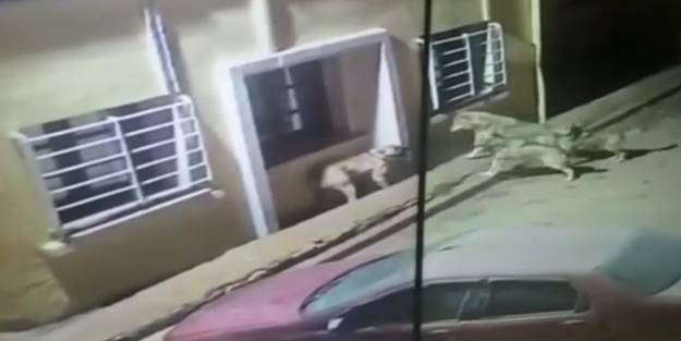 Kurtlar, köpeği alıp götürüyorlardı! Son anda kangallar öyle bir geldi ki...