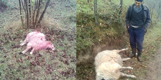 Kurtlar köye saldırdı