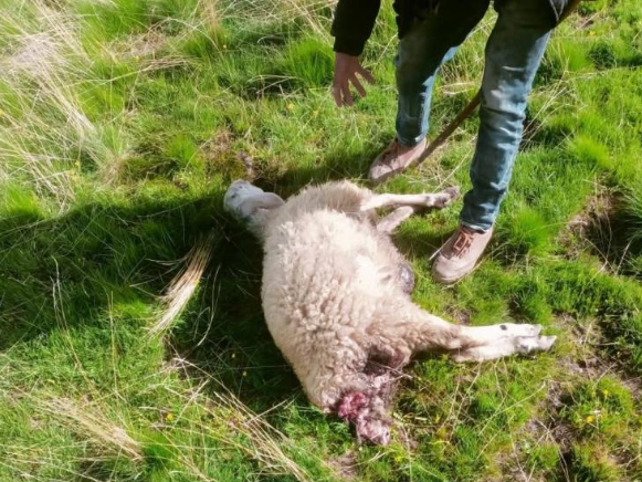 Kurtlar kuzuları telef etti