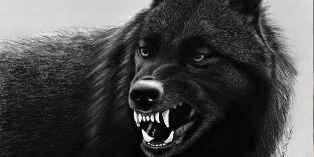 Kurtlar yüzlerce koyunu öldürdü