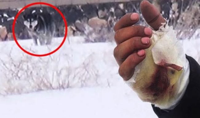 Kurtlara silah çekti, kendini vurdu