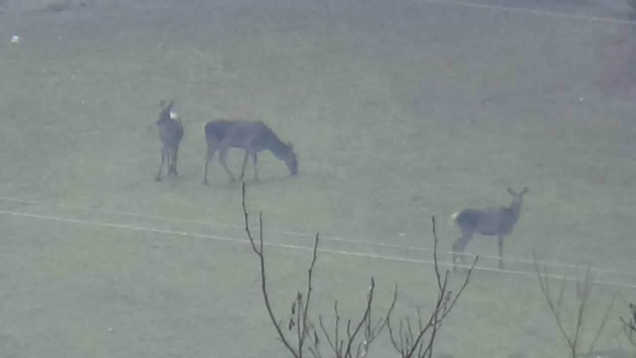 Kurtlardan sonra geyikler de köye dadandı!