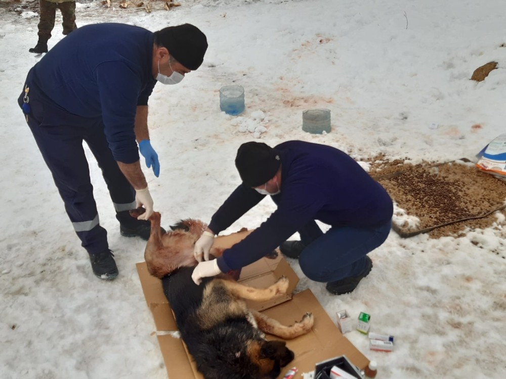 Kurtların saldırdığı köpek tedavi altına alındı 