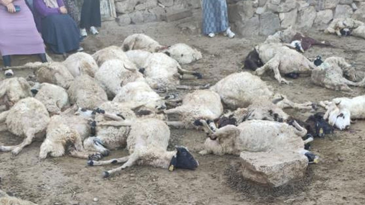 Kurtların saldırısında 111 koyun telef oldu