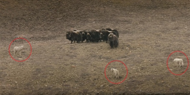 Kurtların üçlü stratejisi de işe yaramıyor