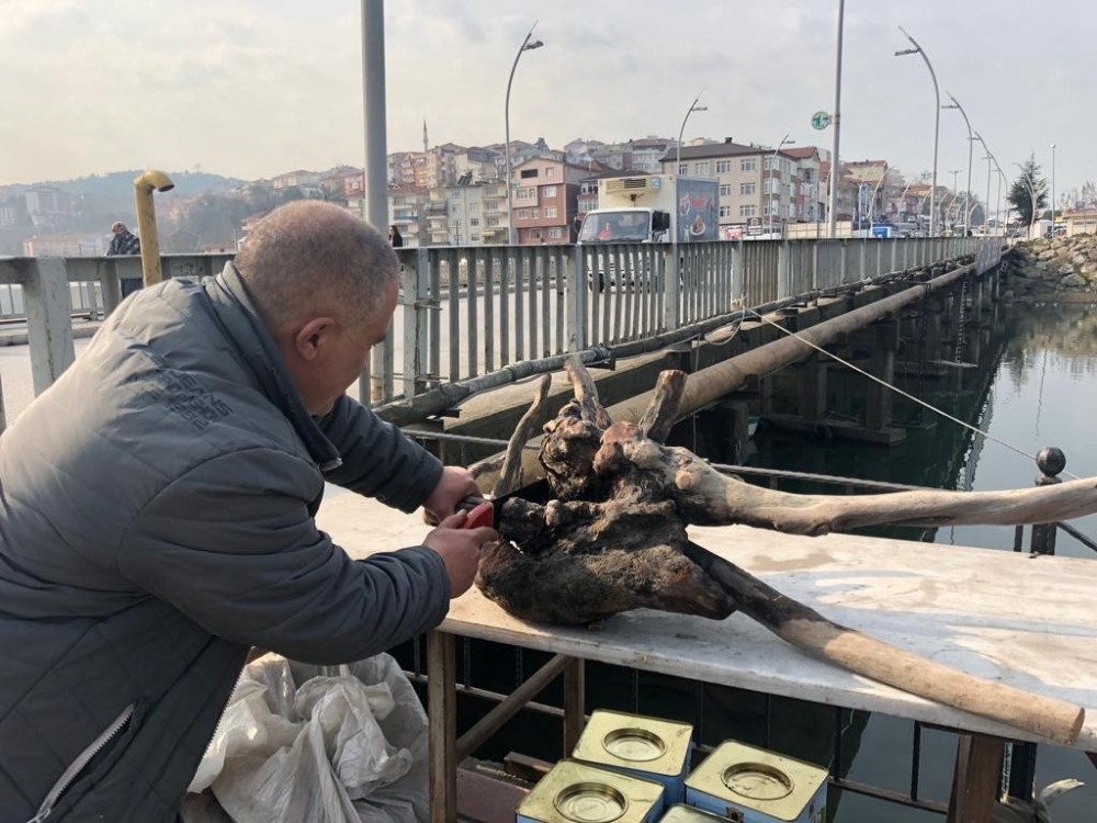 Kuru ağaç kökleri ve dallarından ev eşyası üretiyor 
