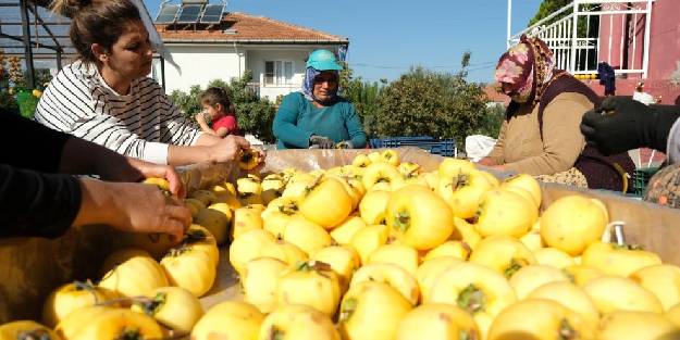Kuru cennet elması üretiyorlar