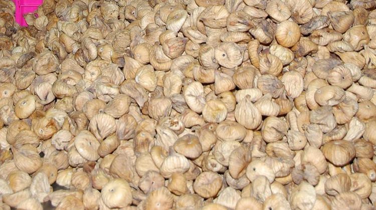 Kuru incirde 100 bin tona doğru