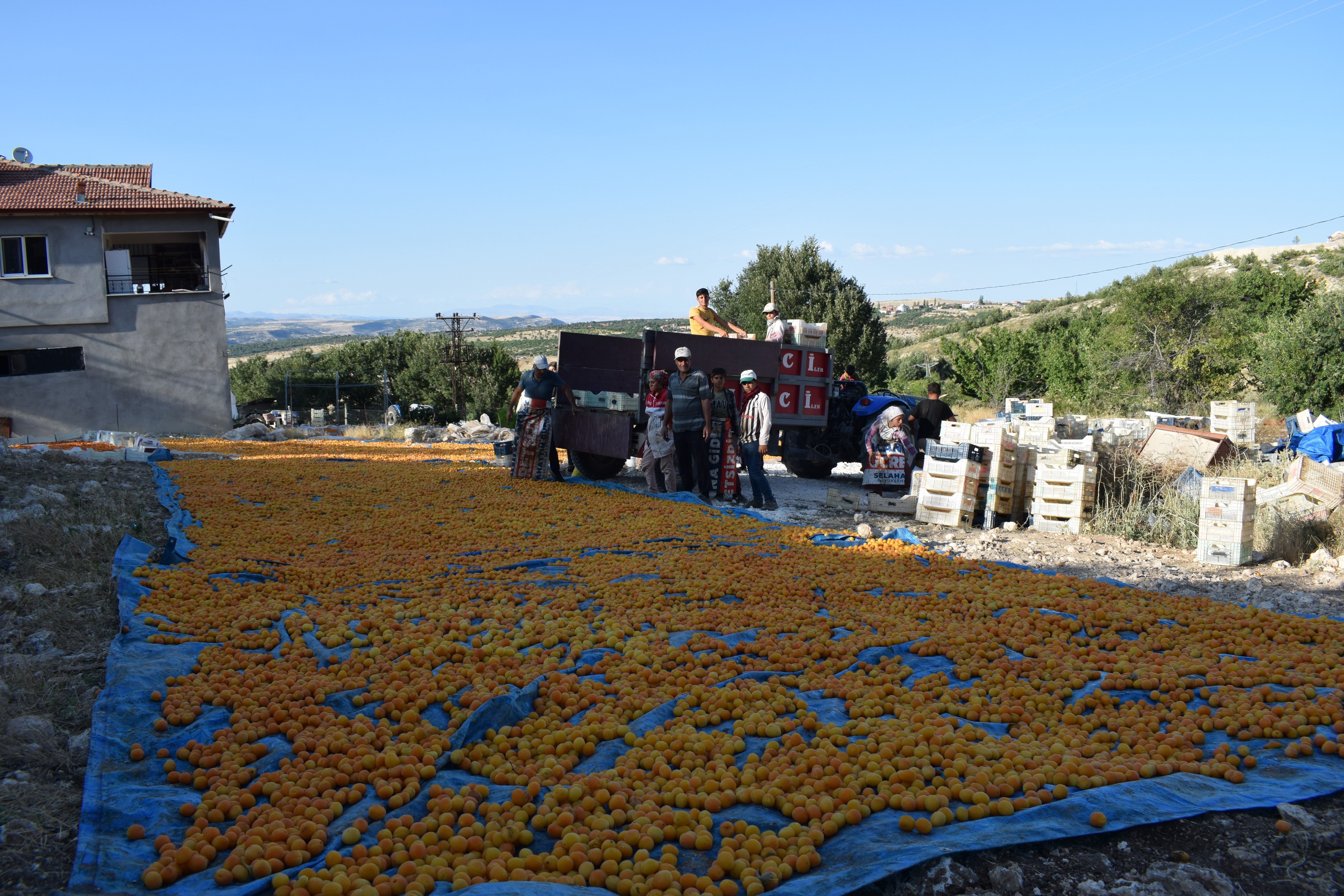 Kuru kayısı üretminin yüzde 85’i Malatya’dan karşılanıyor! Dünyanın her yerine biz ihraç ediyoruz