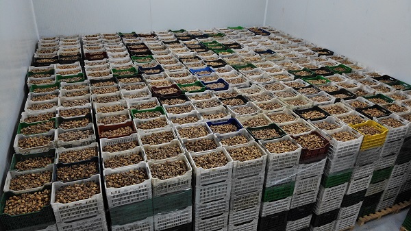 Kuru meyve sektörü bu sene ilk kez 1 milyar doları geçti