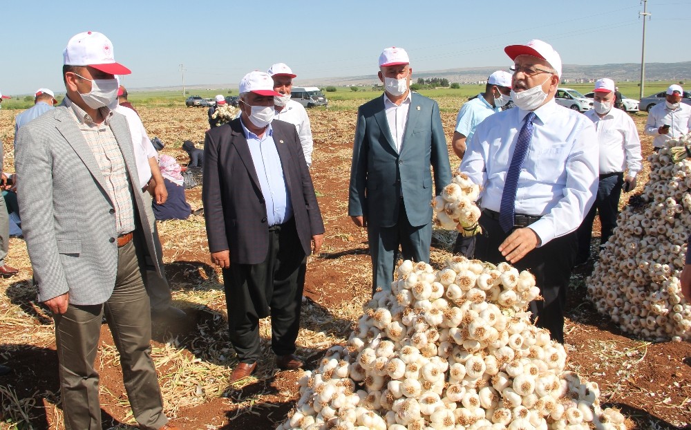 Kuru sarımsak hasadı başladı 
