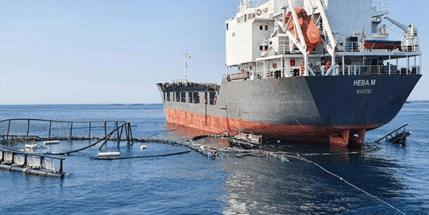 Çiftlikteki balıkların şansı: Kuru yük gemisi balık çiftliğine çarptı!