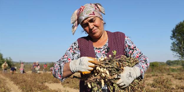 Fıstığın faydaları, besin değerleri nelerdir?