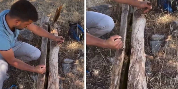 Kurumuş ağaç kütüğünü yarınca, neye uğradığını şaşırdı! Değeri 500 bin TL!