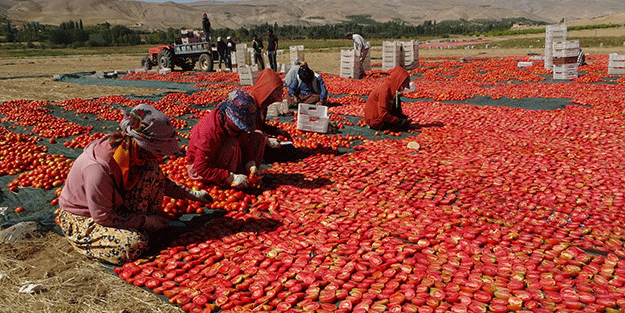 Kurutmalık domateste hasat devam ediyor