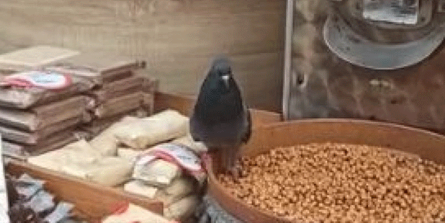 Kuruyemişçiye güvercin baskını